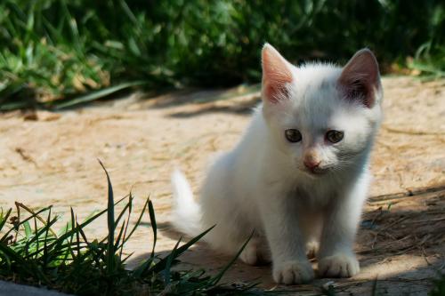 ECMO졢5GӦáҹͶЩҵ