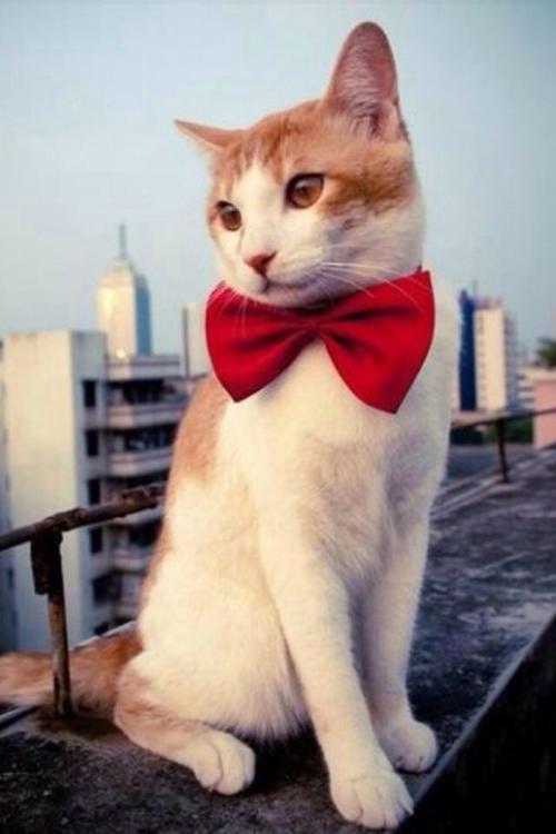 ³É¶¼ÒßÇéËÝÔ´£ºÒ»Æð¾³ÍâÊäÈ벡Àý¹ØÁªµÄ±¾ÍÁÒßÇé