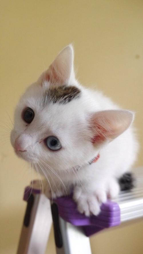 ּ̫ſعȨת йΪعɹɶ